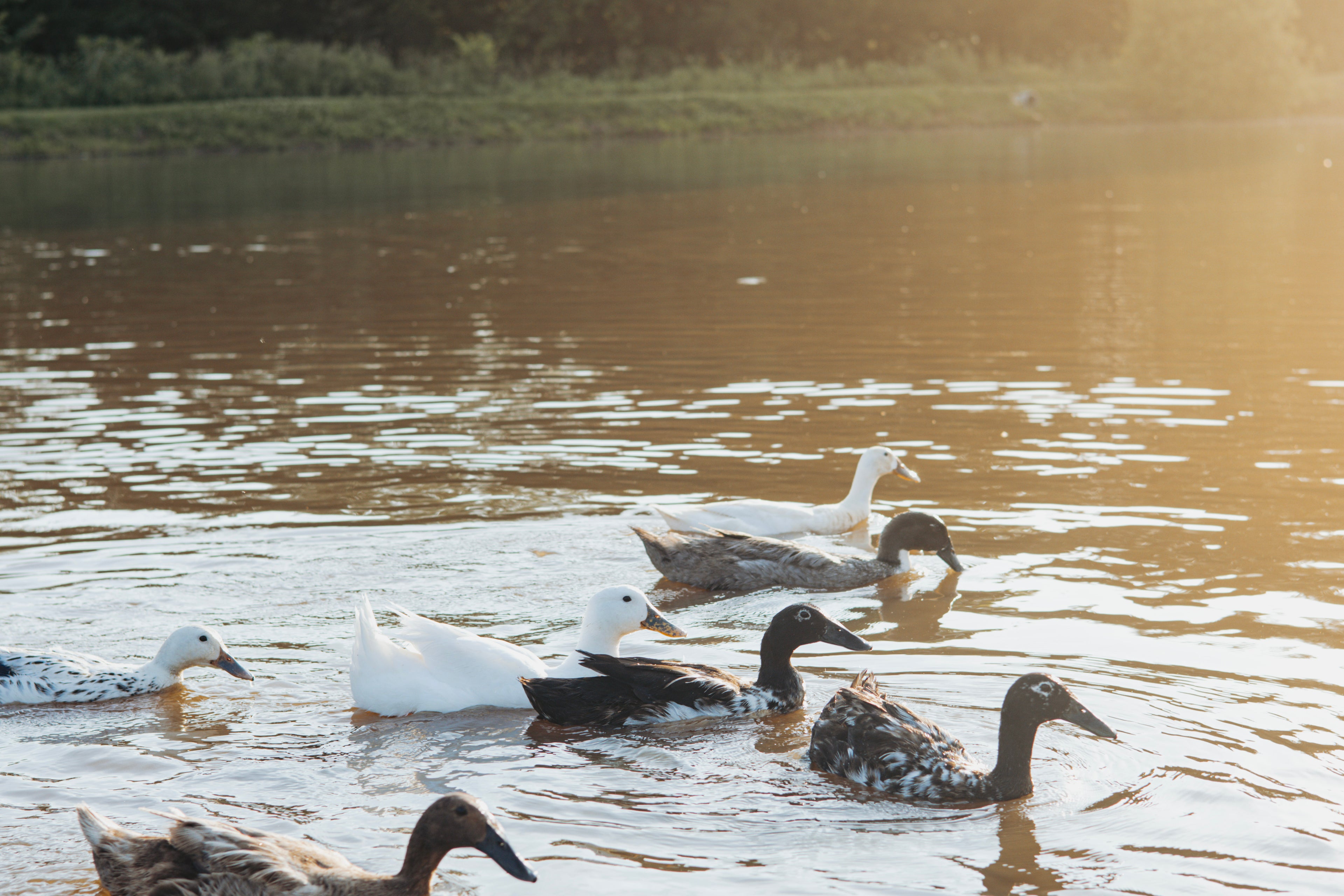 Ducks swimming on a calm lake with a sunset or sunrise in the background.
