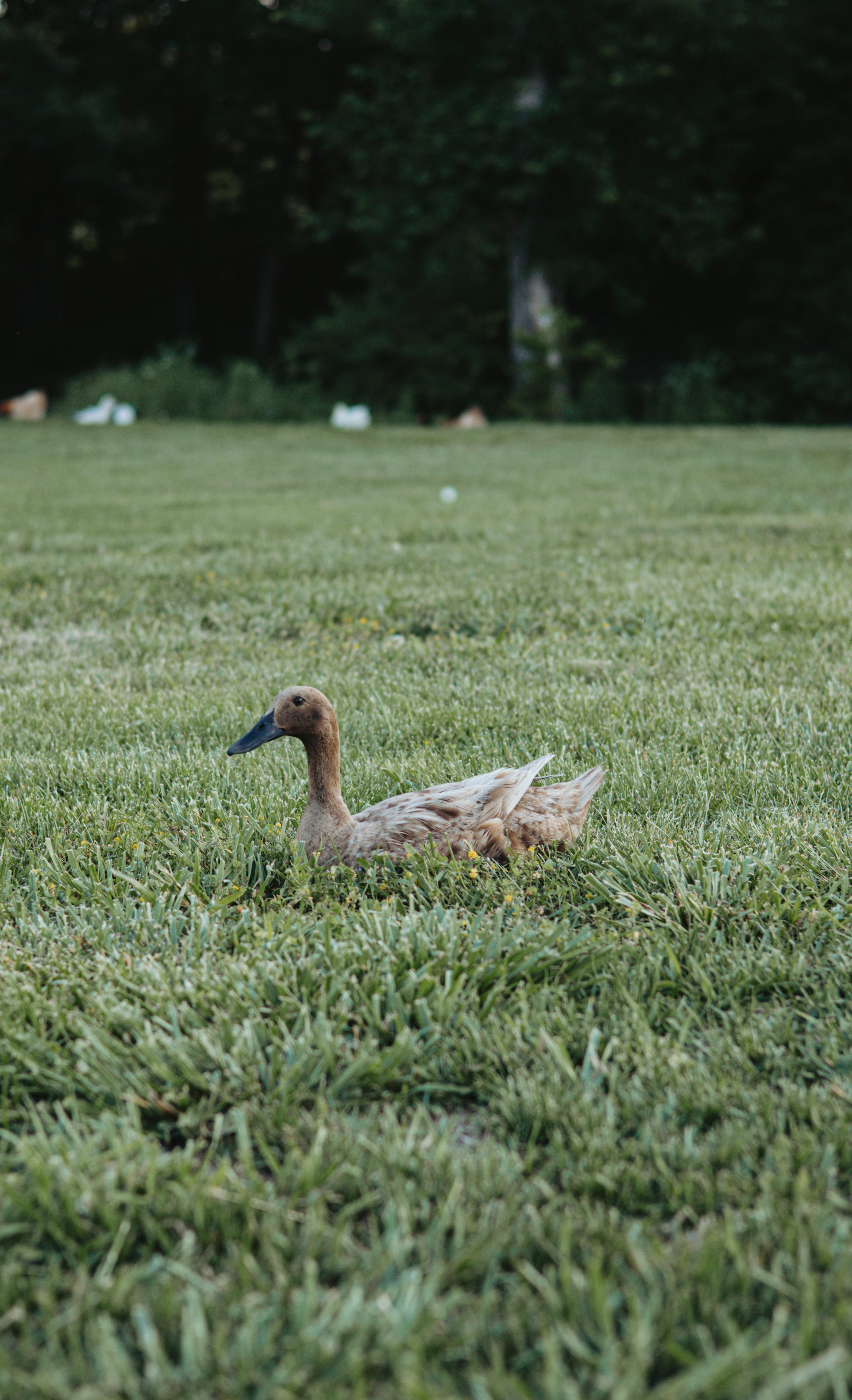 Duck sitting on a grassy field with trees in the background